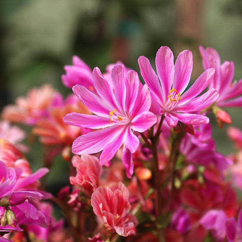 bitterroot flower seeds Little Plum Lewisia, Bitterroot