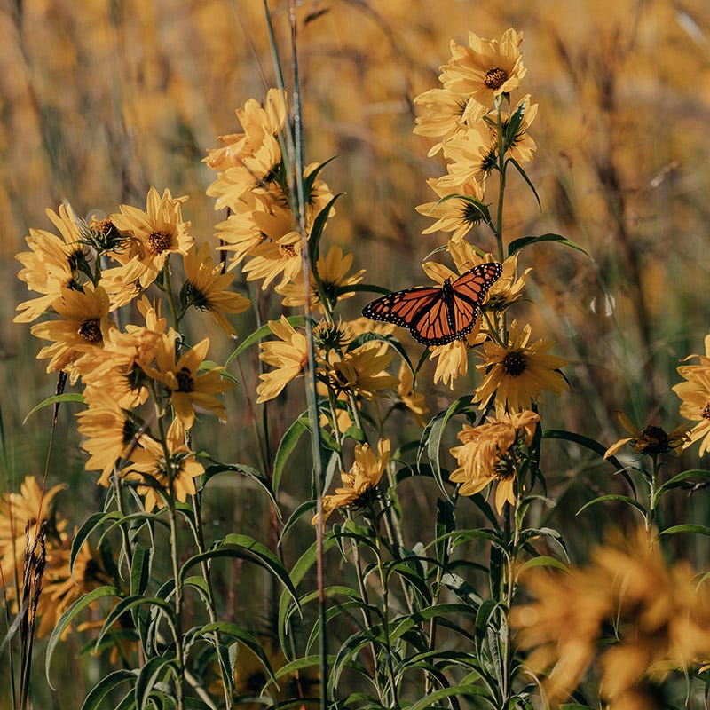 high country gardens wildflower seeds Little Prairie Native Wildflower Seed Mix