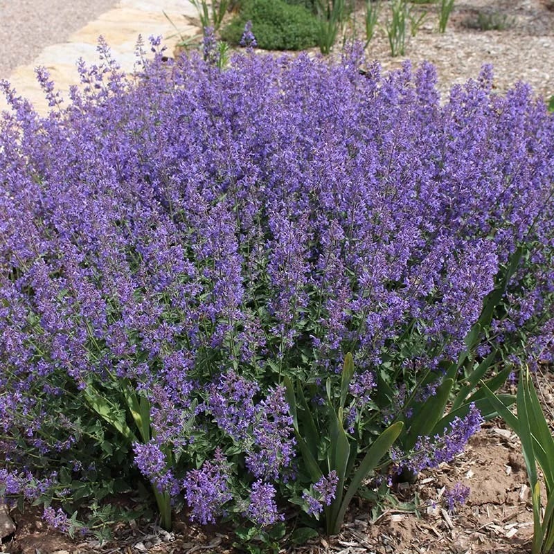 the little lavender tree Little Trudy Nepeta, Catmint