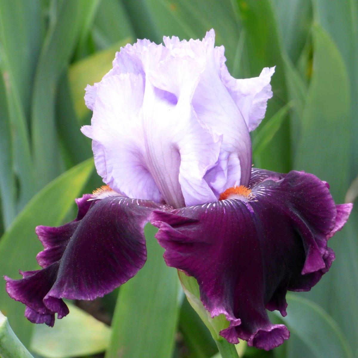 lavender iris flower Lone Wolf Bearded Iris