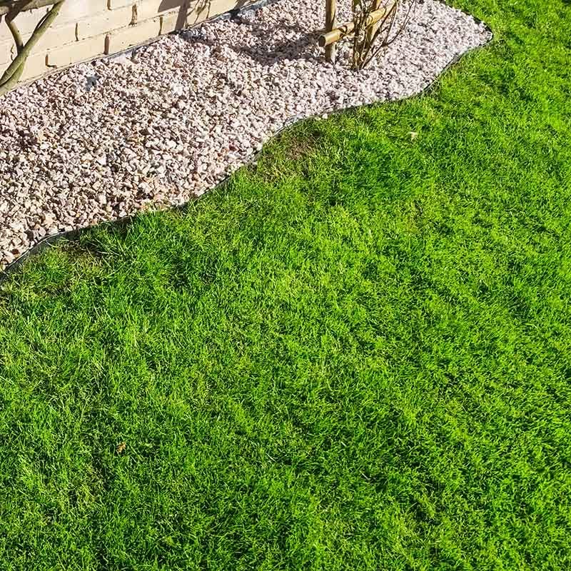 Low Work Water Dwarf Fescue Grass Seed, Low Water Lawns High