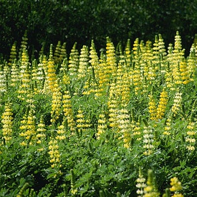 Golden Lupine Seeds, Lupinus densiflorus | High Country Gardens