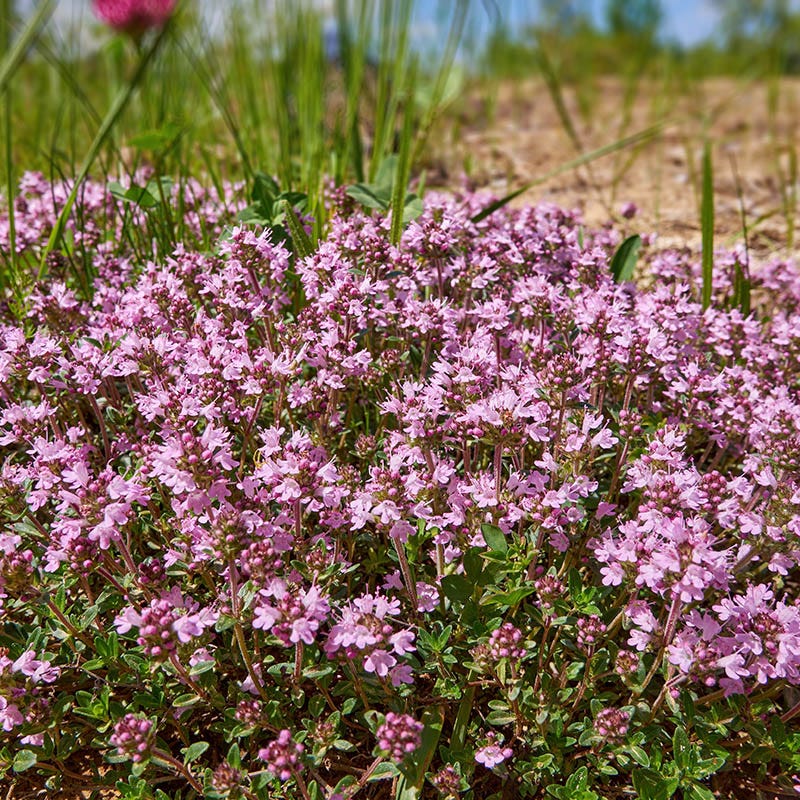 creeping thyme ground cover flower seed mat Magic Carpet Creeping Thyme, Thymus serpyllum