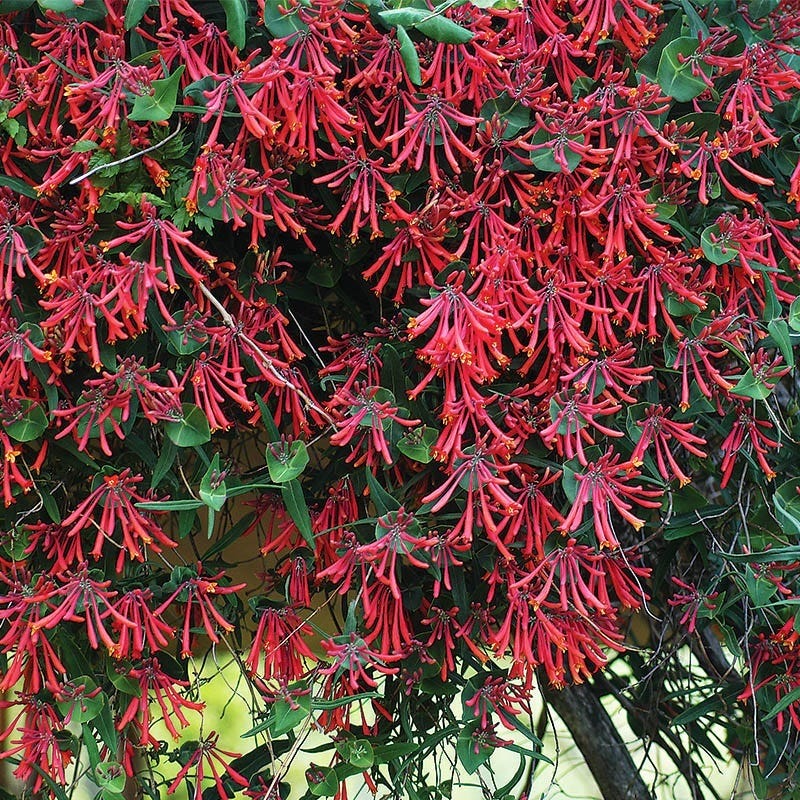 Major Wheeler Honeysuckle Vine, Lonicera sempervirens
