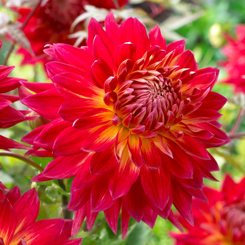 dinner plate dahlia seeds for sale Manhattan Island Dinnerplate Dahlia Bulbs