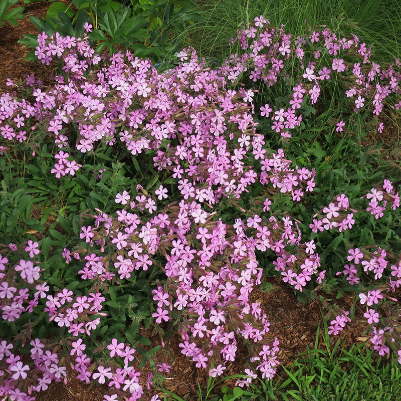 Giant Flowered Soapwort, Saponaria lempergii Max Frei | High