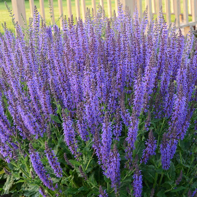 May Night Meadow Sage, Salvia sylvestris