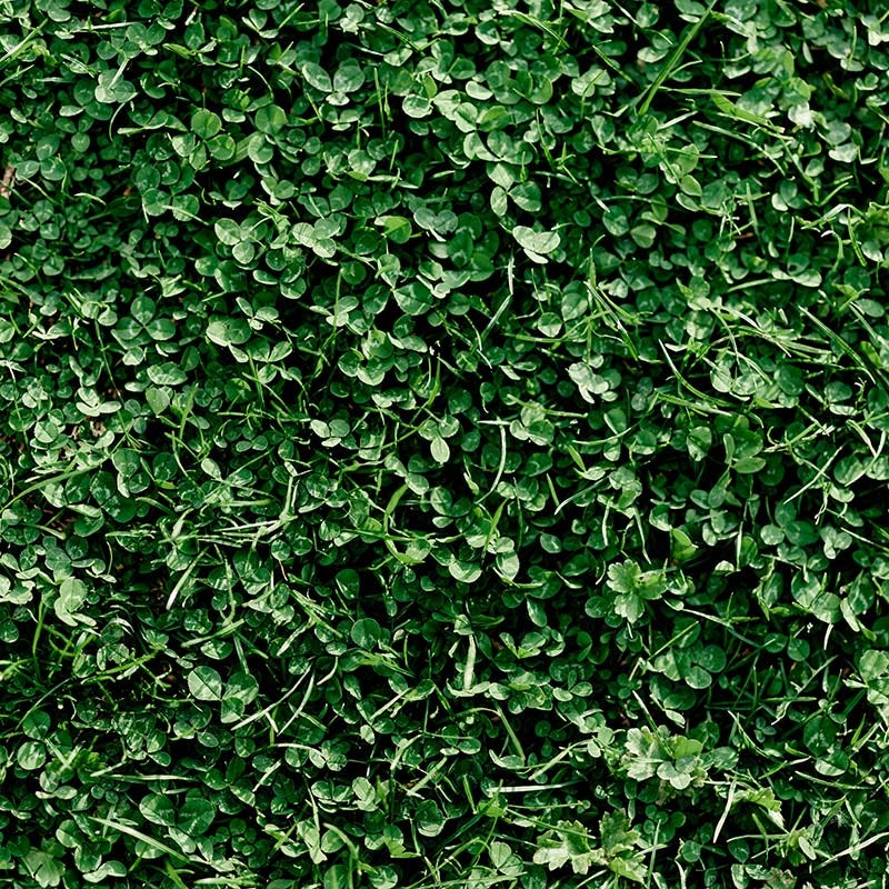 low moisture grass seed Microclover Low-Water Lawn Seed Mix