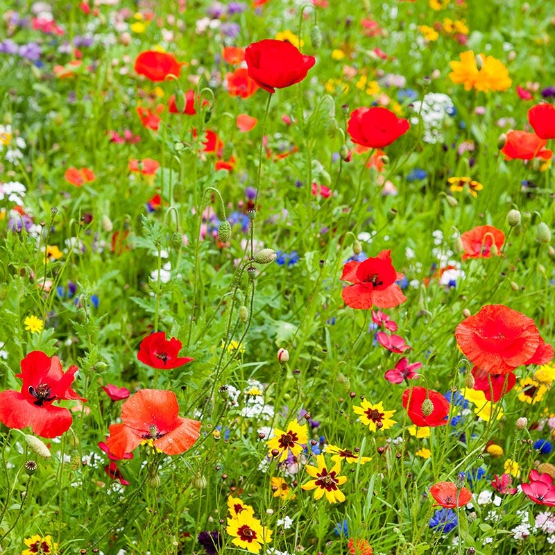 wildflower seed mix midwest Midwest Wildflower Seed Mix