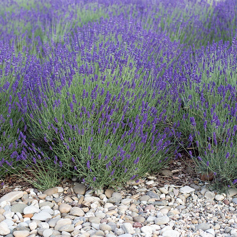 grey lavender plant Mitcham Gray Lavender, Lavandula angustifolia