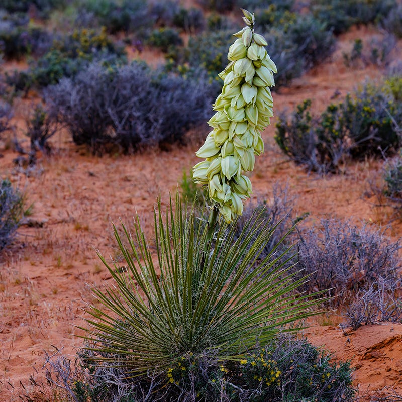 yucca cane bloom Yucca angustissima