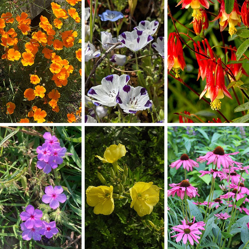 partial shade wildflower seed mix Native Partial Shade Wildflower Seed Mix