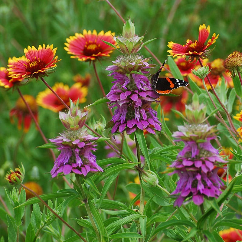 southeast wildflower seed Native Southeast Wildflower Seed Mix