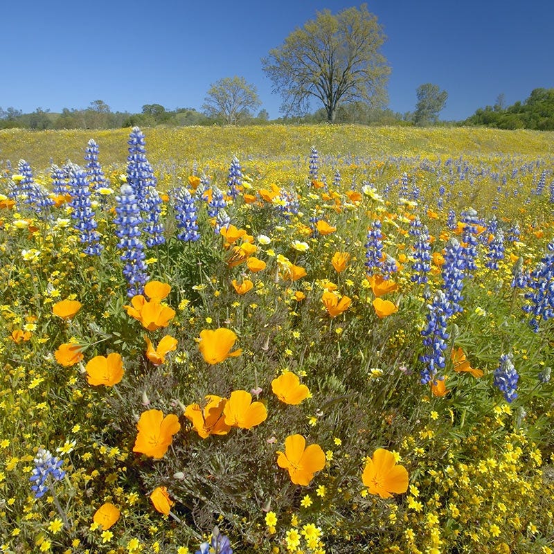 desert wildflowers seeds Native Southwest Wildflower Seed Mix