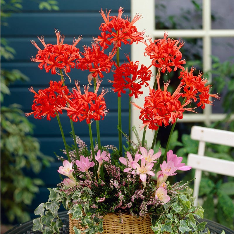 where to find red spider lily Red Nerine Lily Bulbs, Guernsey Lily Red, Nerine samiensis Red