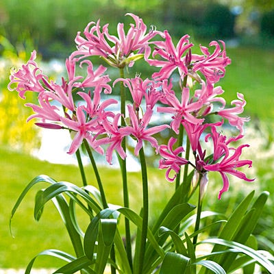pink spider lily bulbs Pink Spider Lily Bulbs, Jersey Lily, Nerine Lily, Nerine bowdenii
