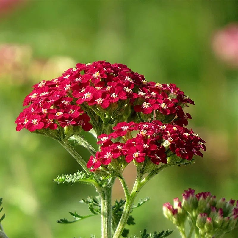 red lavender plants for sale New Vintage™ Red Yarrow