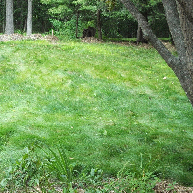 low grow no mow grass seed No Mow Lawn Grass Seed
