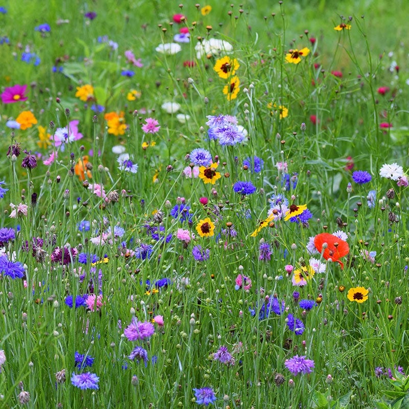 northeast wildflower seeds bulk Northeast Wildflower Seed Mix