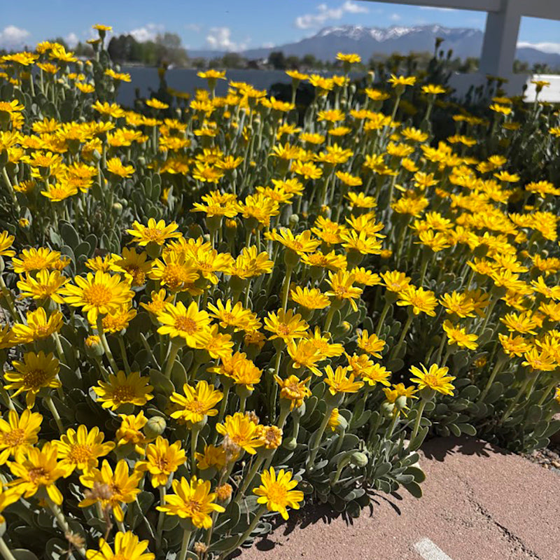 succulent flowers yellow Barbary Ragwort