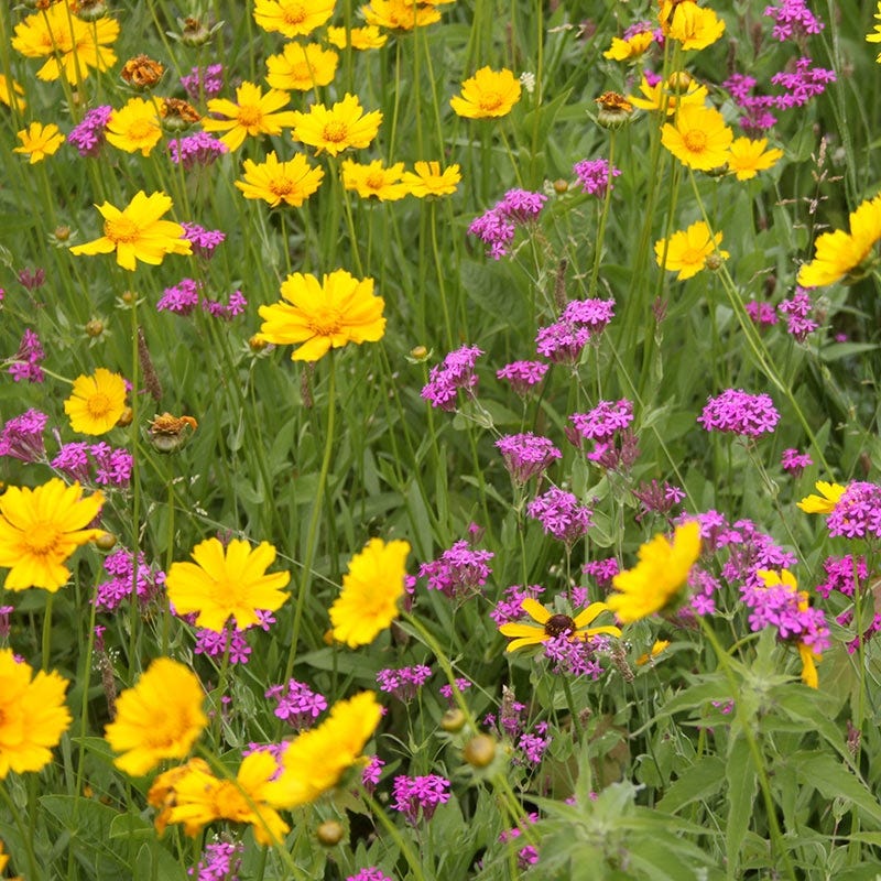 pacific northwest wildflowers seeds Pacific Northwest Wildflower Seed Mix