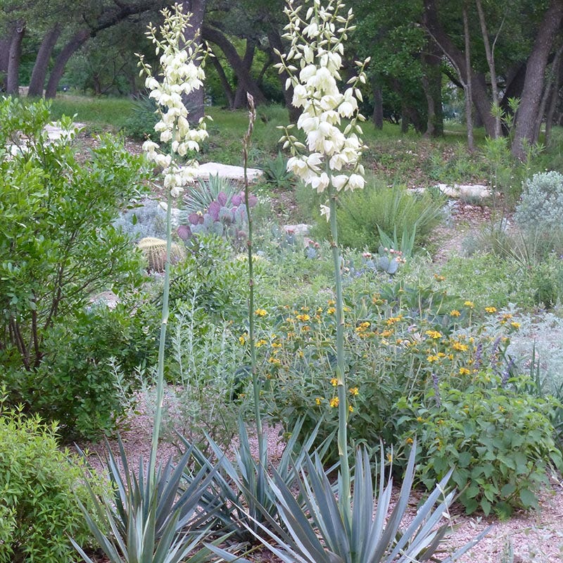 can yucca plants grow in shade Pale Leaf Yucca
