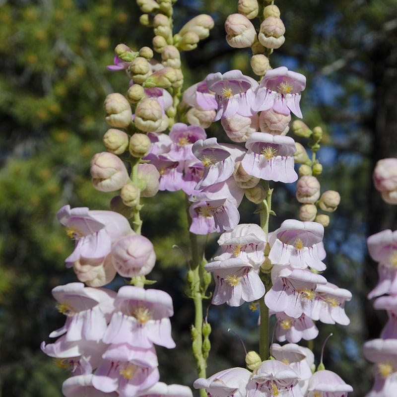 palmer plants Palmer's Penstemon, Penstmon palmeri, Beardtongue