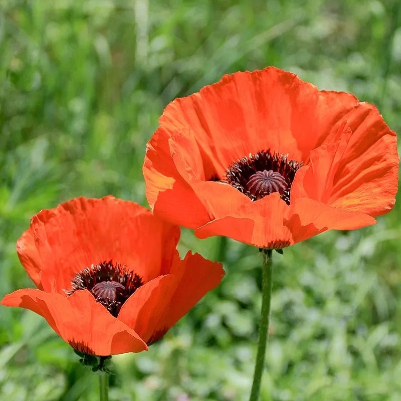 oriental poppy seeds for planting Brilliant Oriental Poppy