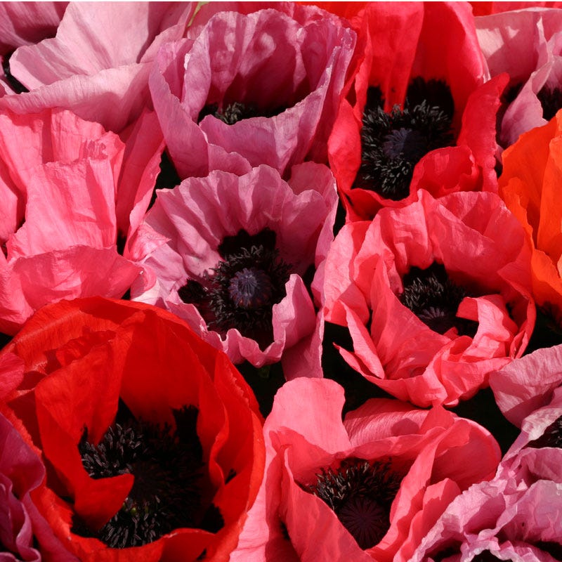 oriental poppy seeds for planting Fruit Punch Oriental Poppy, Papaver orientale Fruit Punch