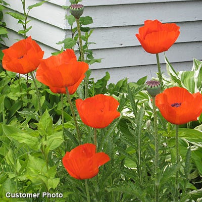 Oriental Poppy Seeds, Papaver orientale