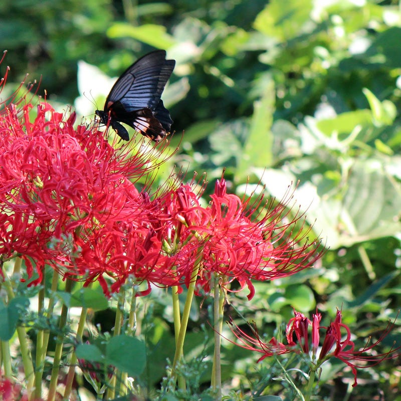 heirloom red spider lily Red Spider Lily Bulbs, Lycoris radiata Bulbs