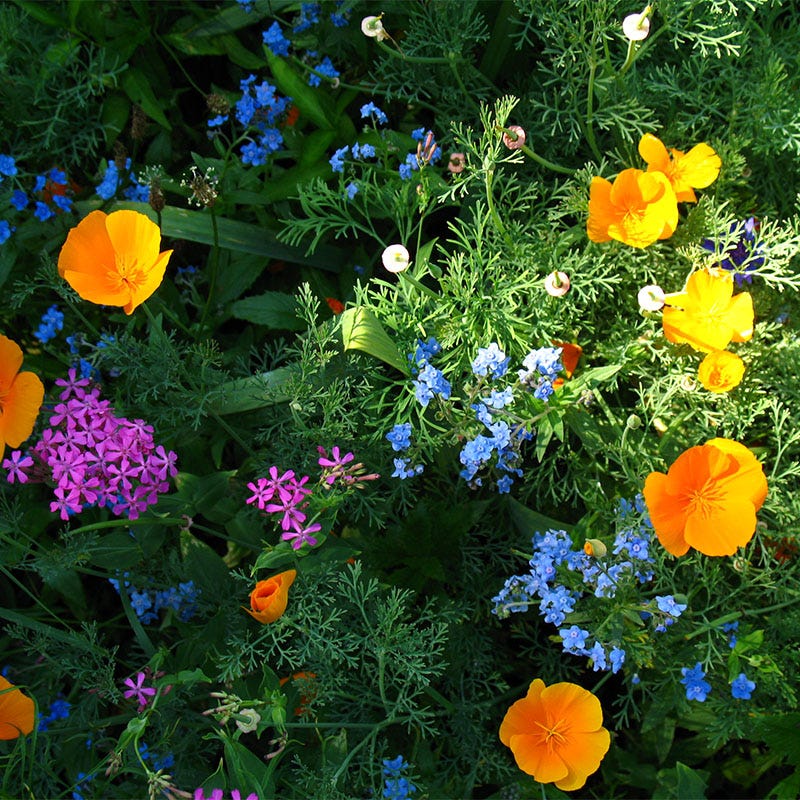 bulk shade wildflower seeds Partial Shade Wildflower Seed Mix