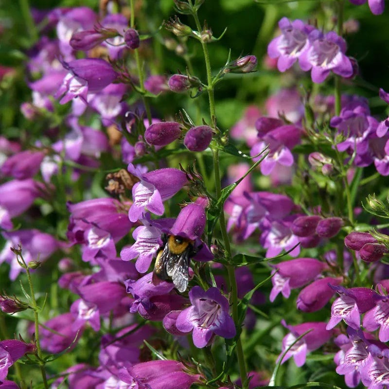 pikes indoor plants Penstemon 'Pike's Peak Purple'