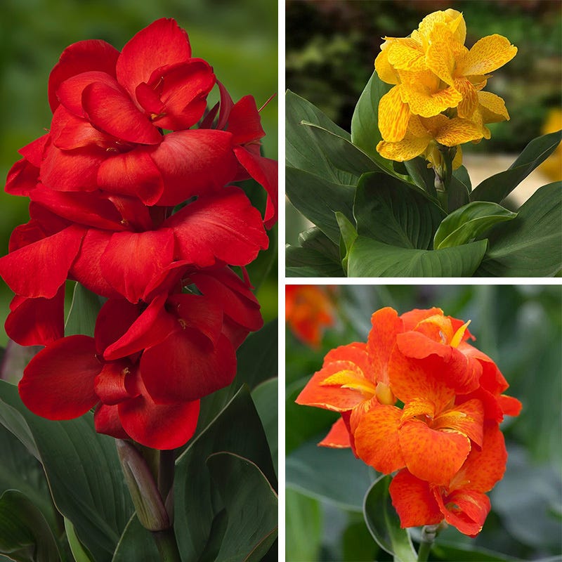 lily flower cat safe Pet Safe Canna Collection