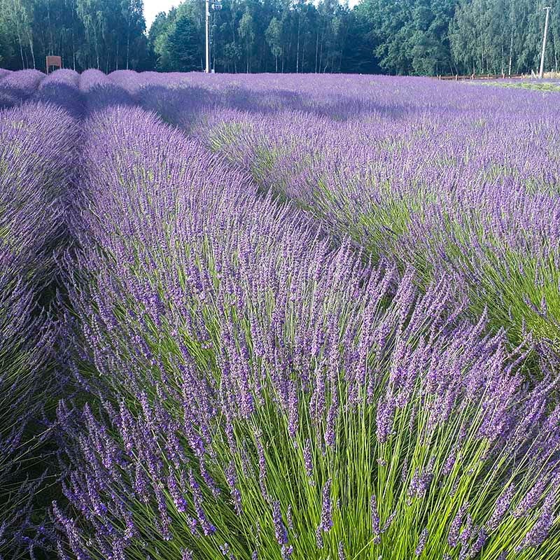 phenomenal lavender plants Phenomenal Lavender, Lavandula intermedia