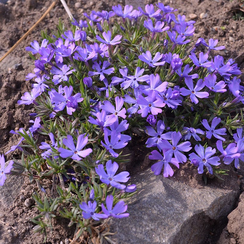 Violet Pinwheels Phlox | High Country Gardens
