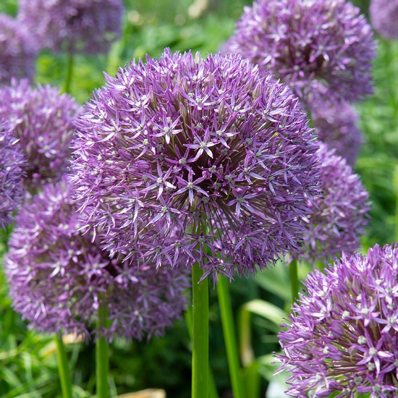 Pinball Wizard Allium | Compact Purple Blooms