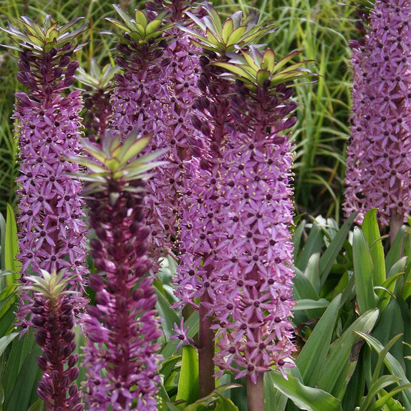 pineapple lily plants for sale Pineapple Lily Bulbs, Eucomis Reuben, Eucomis comosa