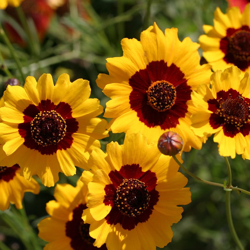 coreopsis flower seeds Plains Coreopsis Seeds, Coreopsis tinctoria