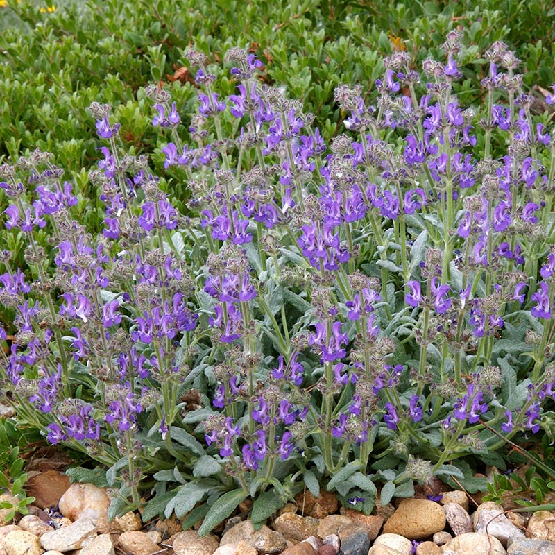 platinum lavender plant Platinum® Dwarf Silver Leaf Salvia