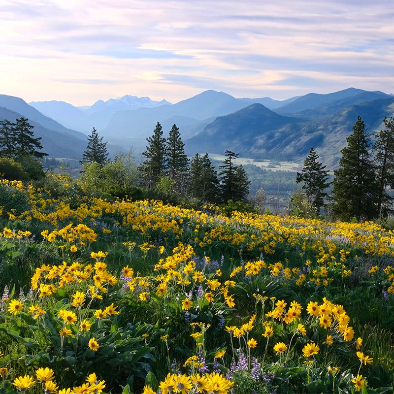 forest wildflower seeds High Country Butterfly Habitat Wildflower Seed Mix