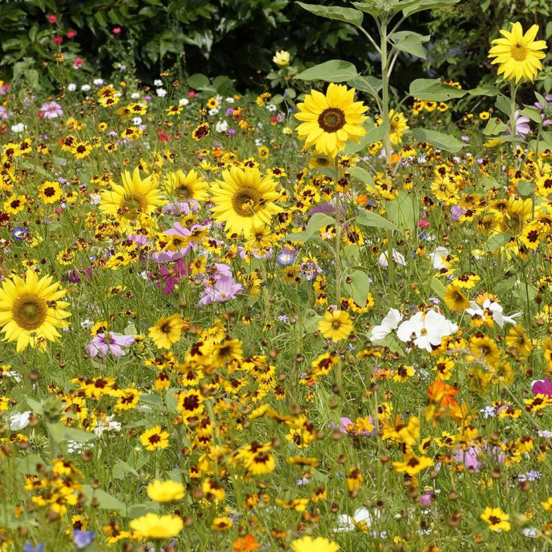 pollinator garden seeds Pollinator Wildflower Seed Mix