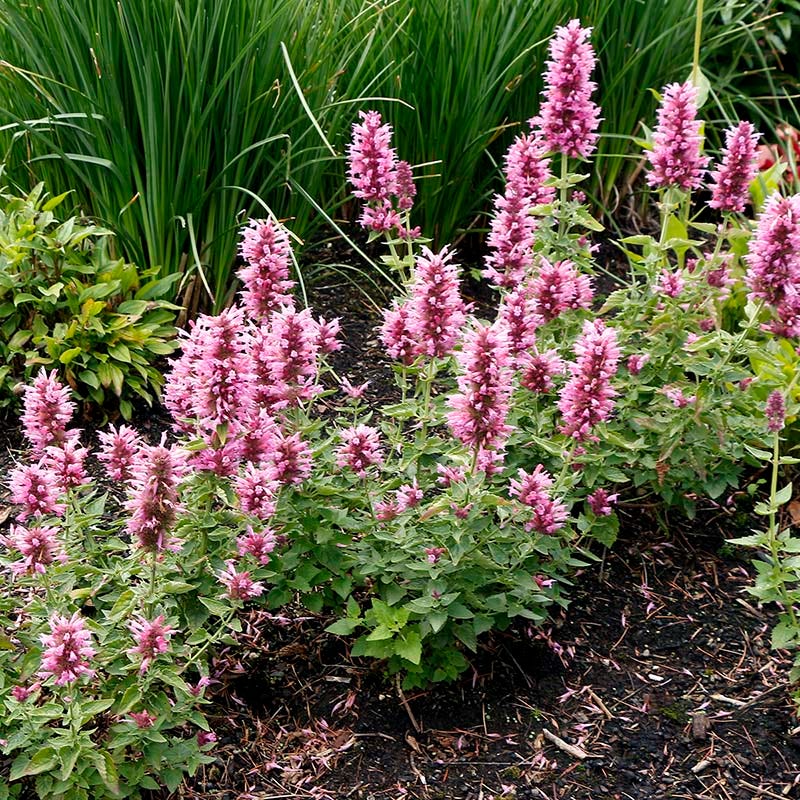 mint and lavender plants Agastache POQUITO LAVENDER