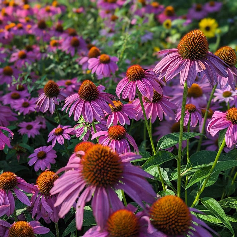 echinacea purpurea seeds for sale Wild Berry Purple Coneflower, Echinacea purpurea