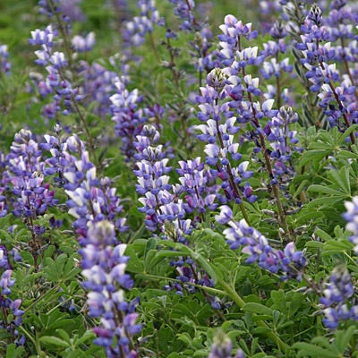 lupine seed planting instructions Arroyo Lupine Seeds, Lupinus succulentus