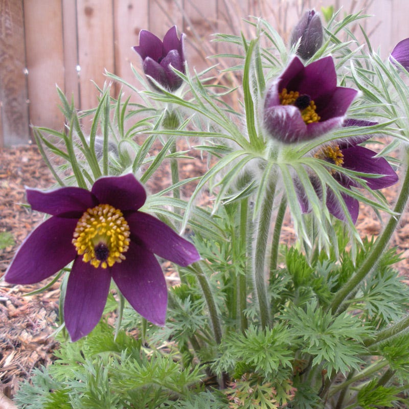 Pulsatilla vulgaris, European Pasque Flower, Perennial Plants