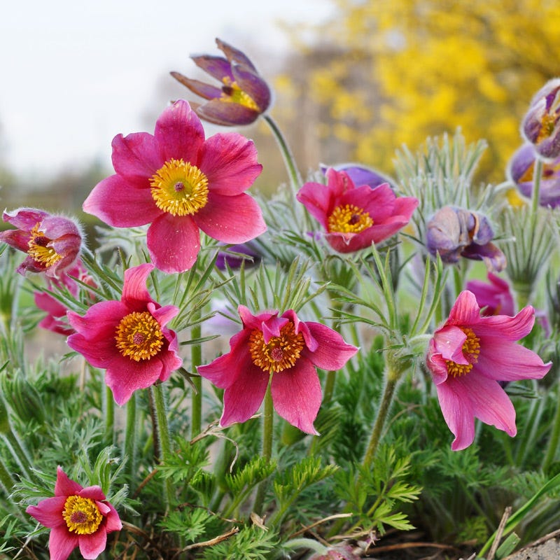 western pasque flower seeds Rose Bells Pasque Flower, Pulsatilla vulgaris Rosen Glocke
