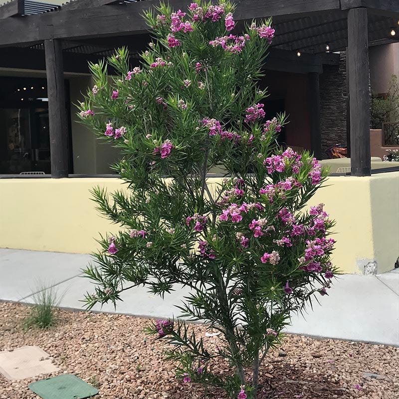 Purple Splendor Desert Willow, Chilopsis linearis