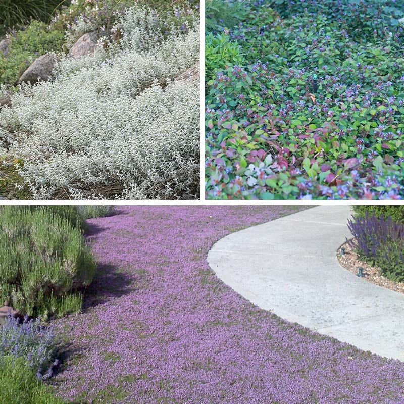 creeping lavender plants Quick Cover Collection