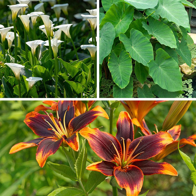 asiatic lily bulb storage Rainforest Retreat Bulb Collection